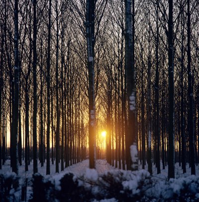 Winter sunset through the trees, North Benfleet, Essex by Unbekannt Unbekannt